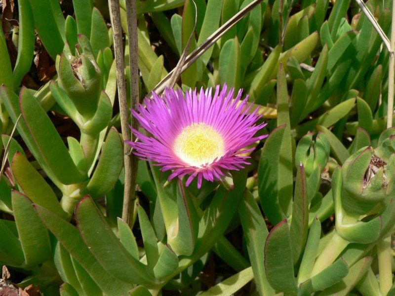 carpobrotus edulis