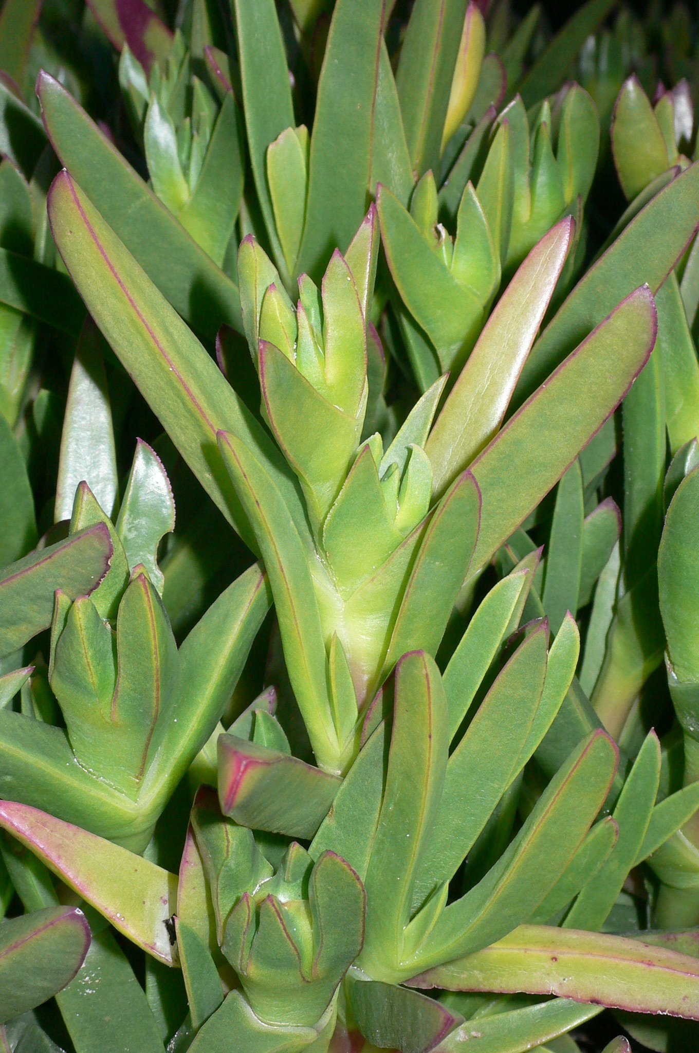 carpobrotus edulis