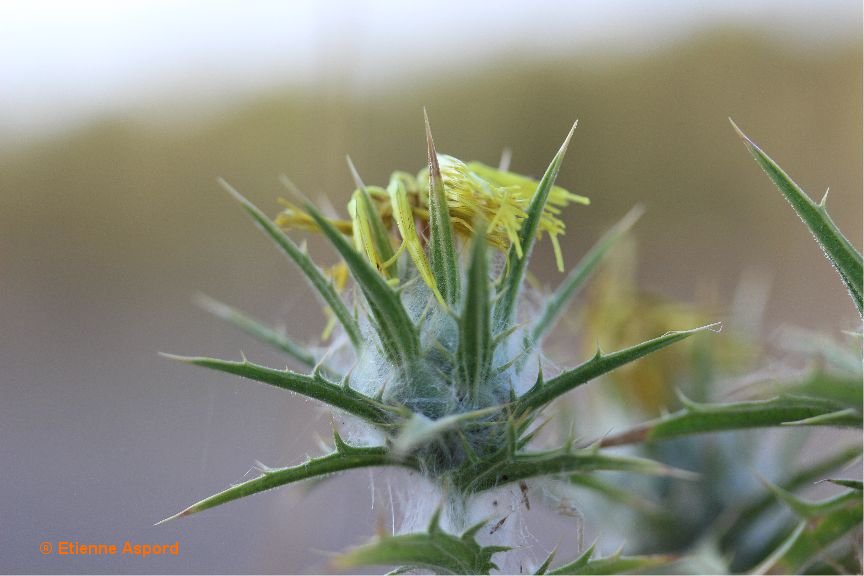 Carthamus lanatuskentrophyllum lanatum