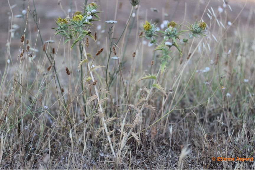 Carthamus lanatuskentrophyllum lanatum