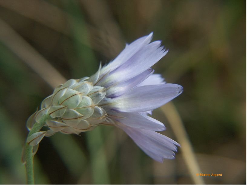 Catananche caeruleacatananche caerulea