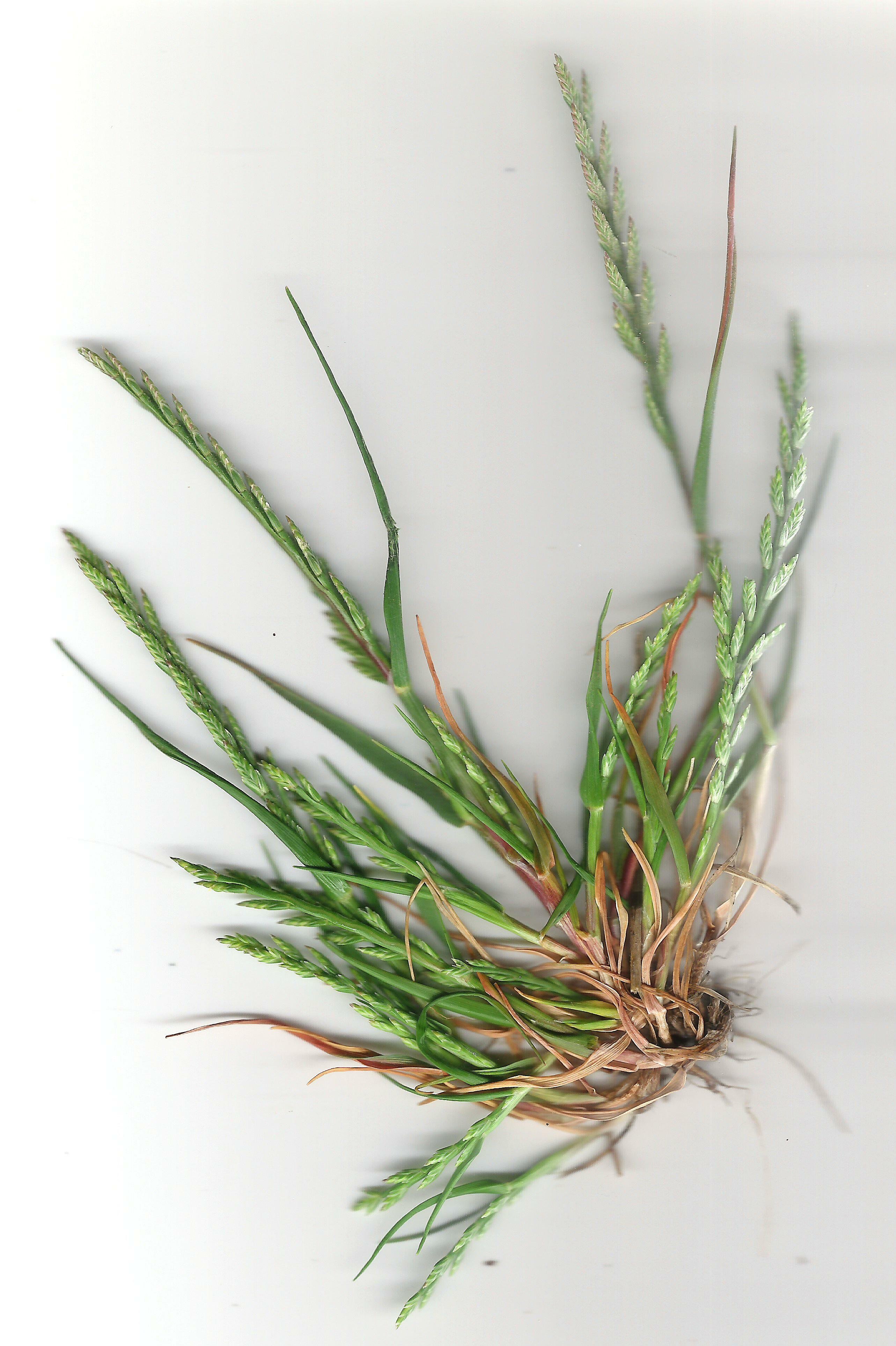 catapodium marinum
