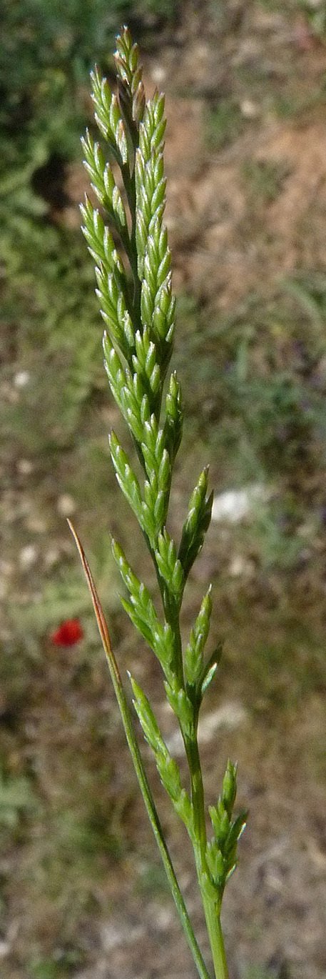 catapodium marinum