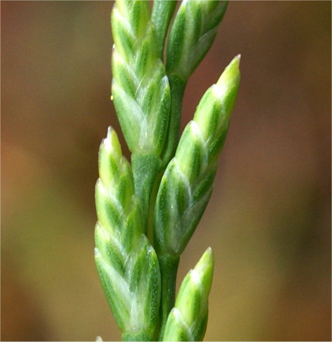catapodium marinum