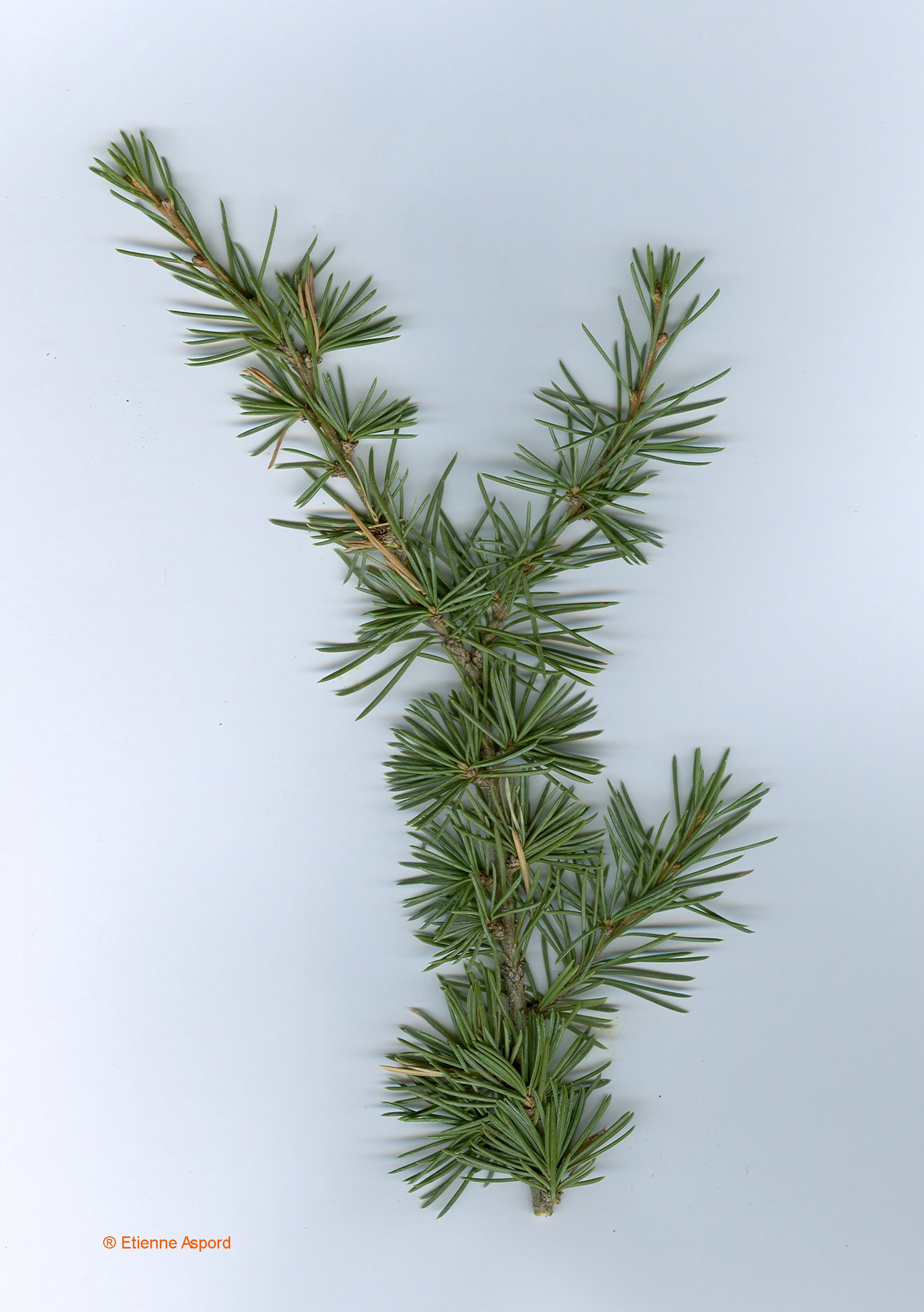 Cedrus atlanticacedrus atlantica