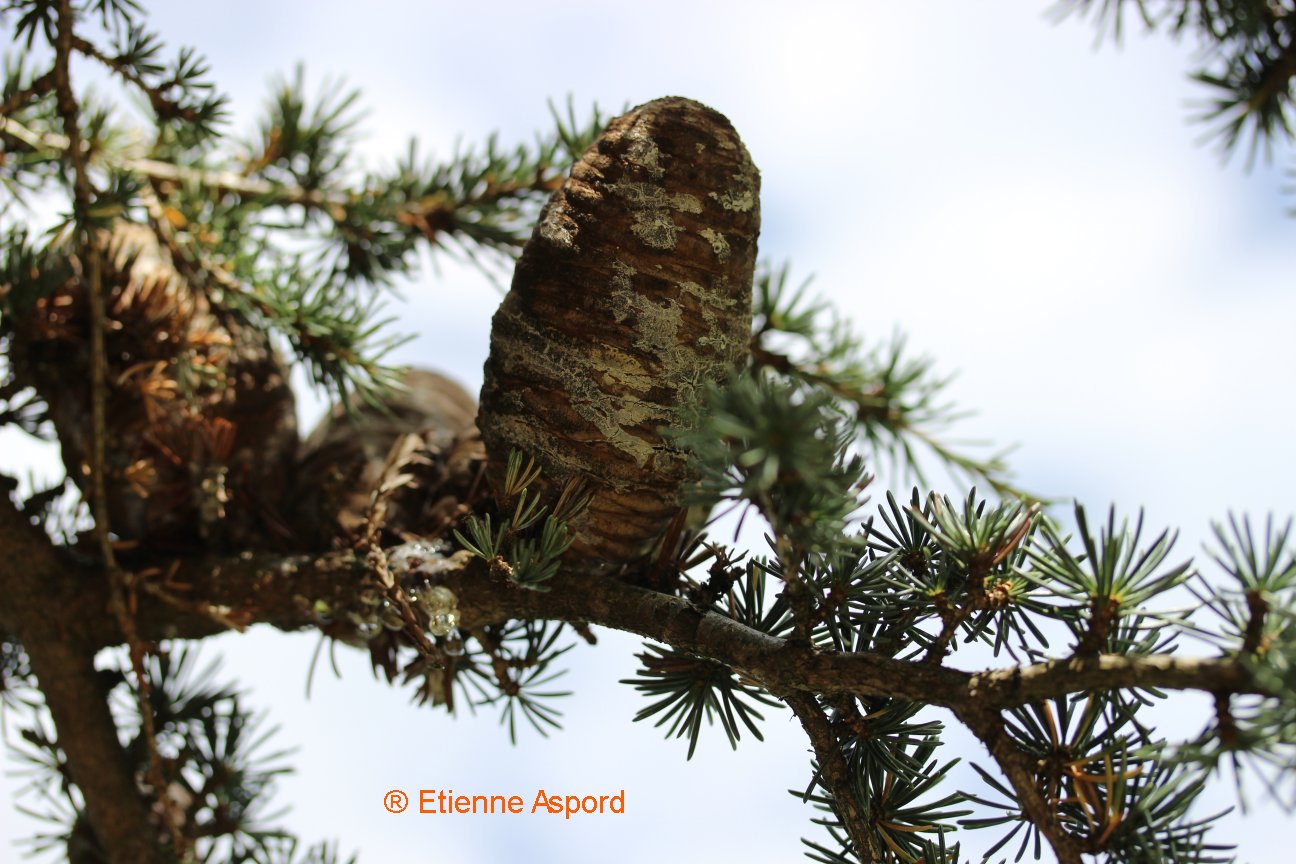 Cedrus atlanticacedrus atlantica