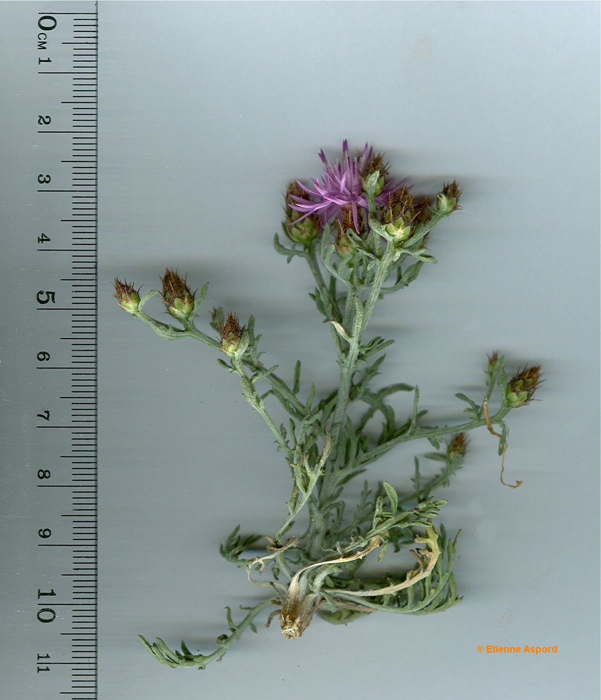 centaurea hanry
