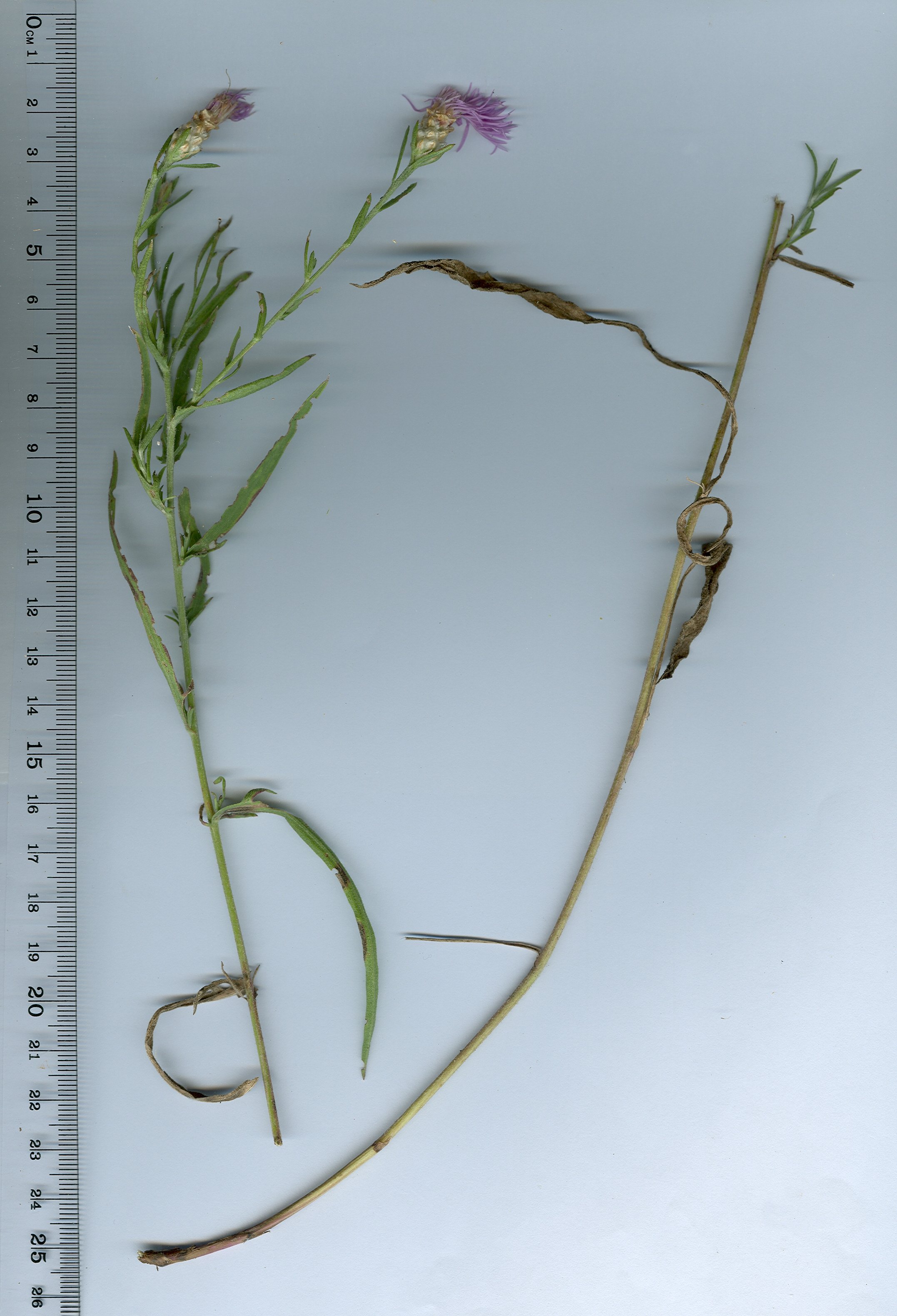 centaurea jacea subsp timbalii