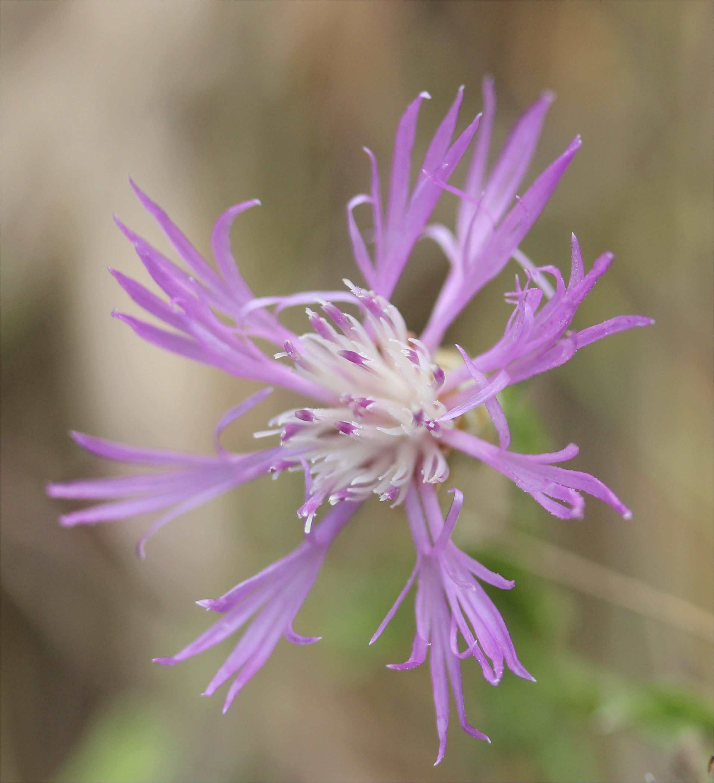 centaurea jacea subsp timbalii