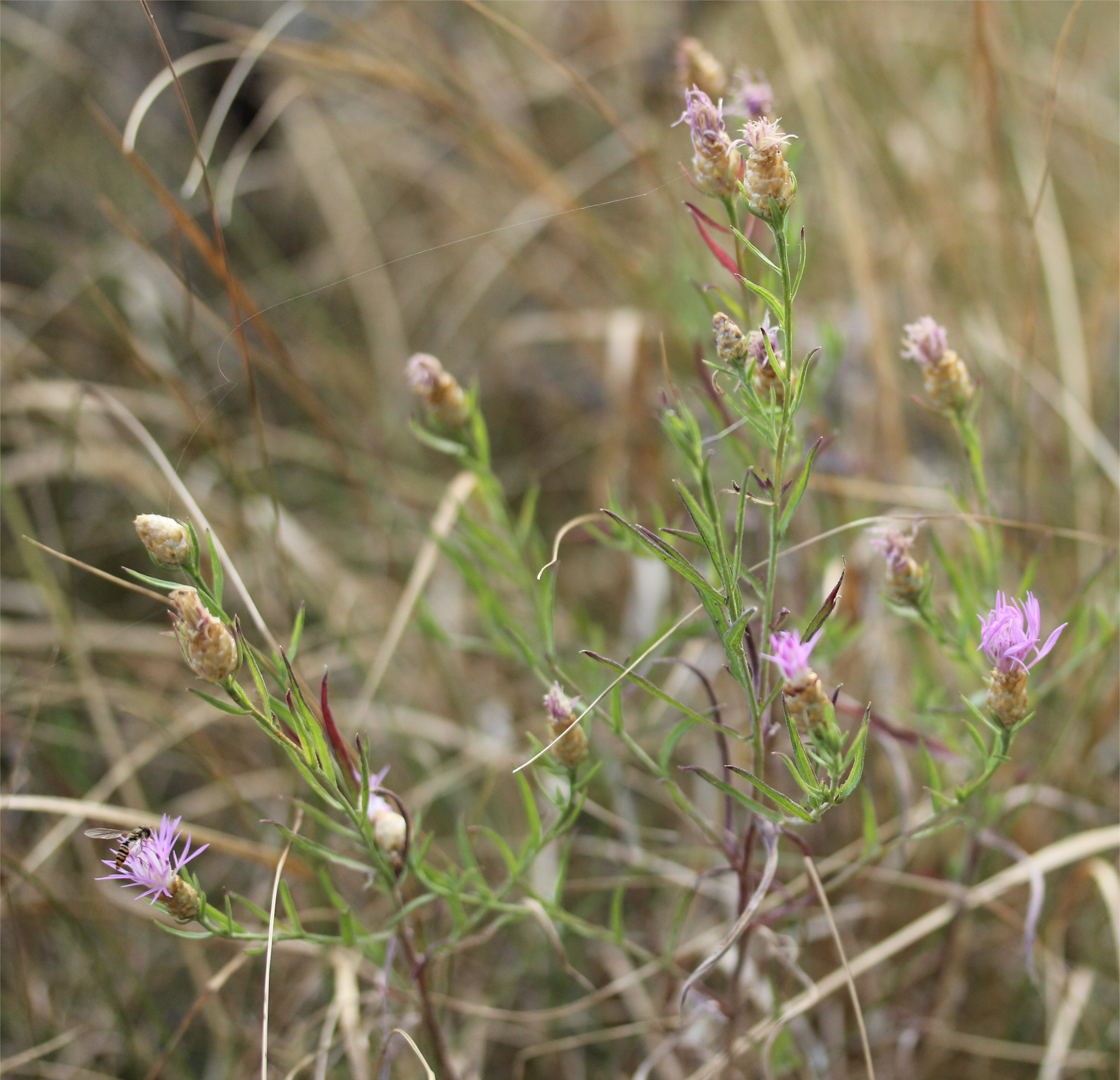 centaurea jacea subsp timbalii