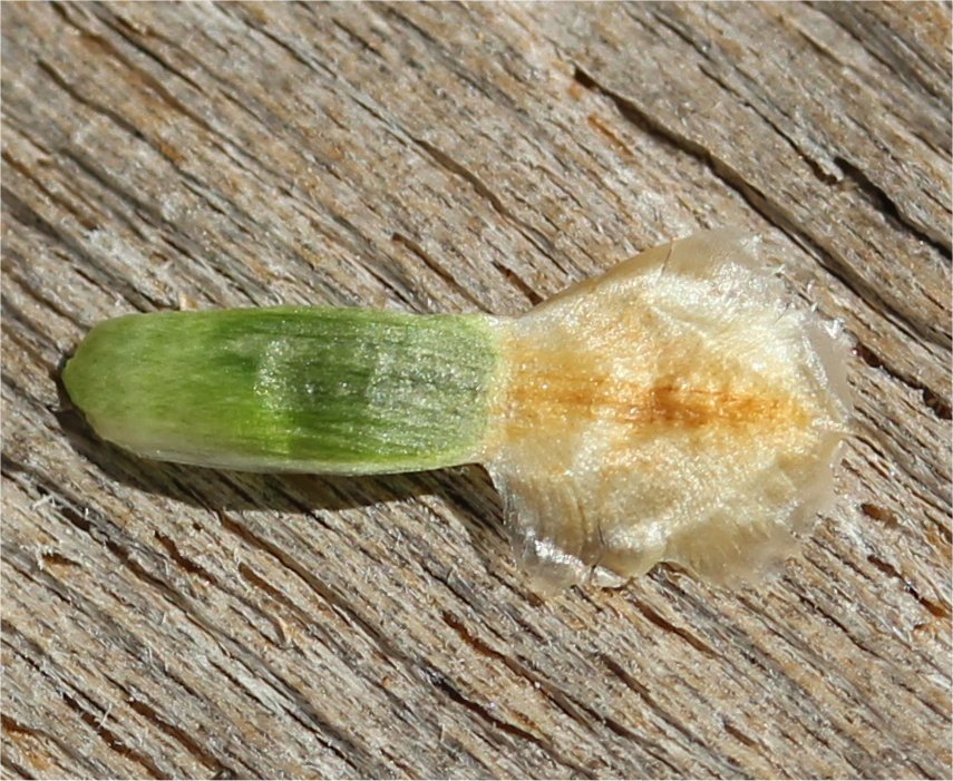 centaurea jacea subsp timbalii