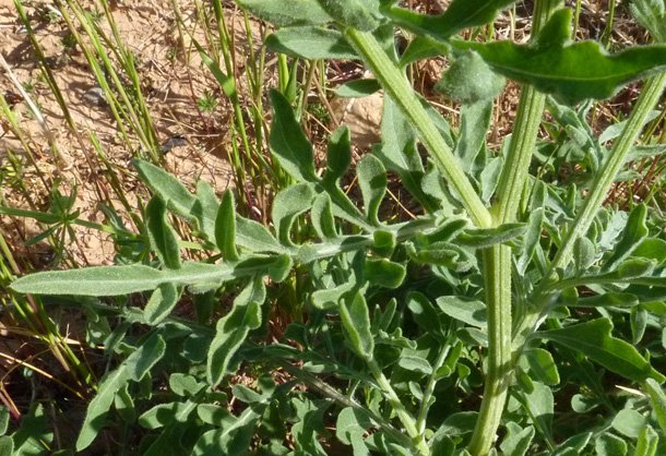 centaurea melitensis