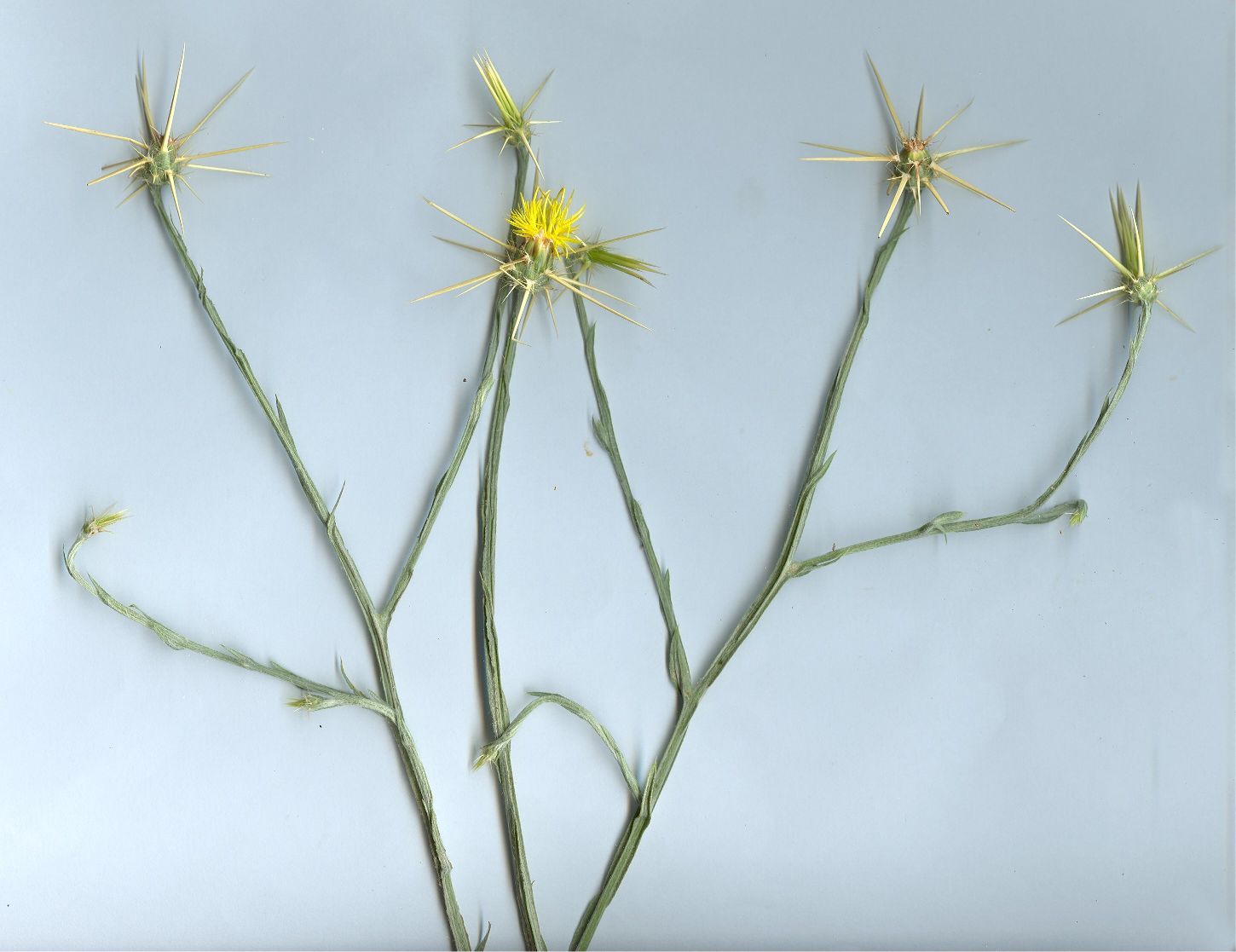 centaurea solstitialis