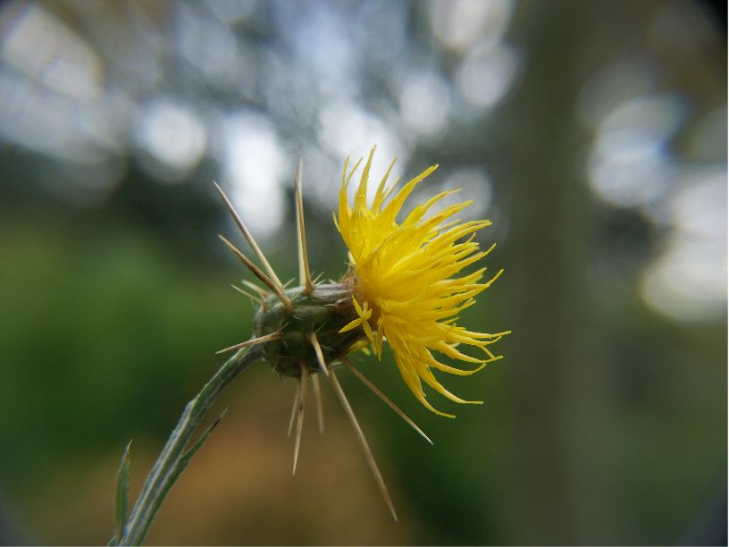 centaurea solstitialis