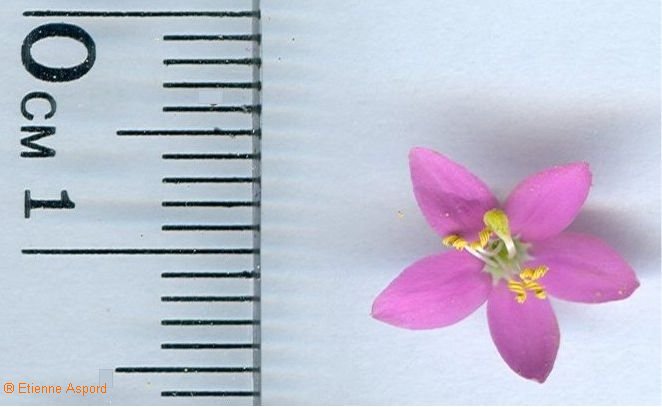 centaurium erythraea