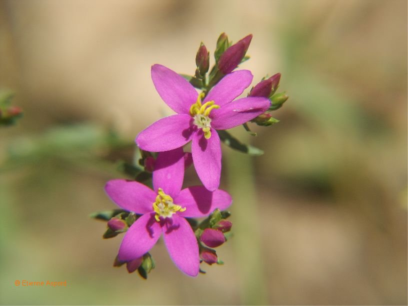 centaurium erythraea