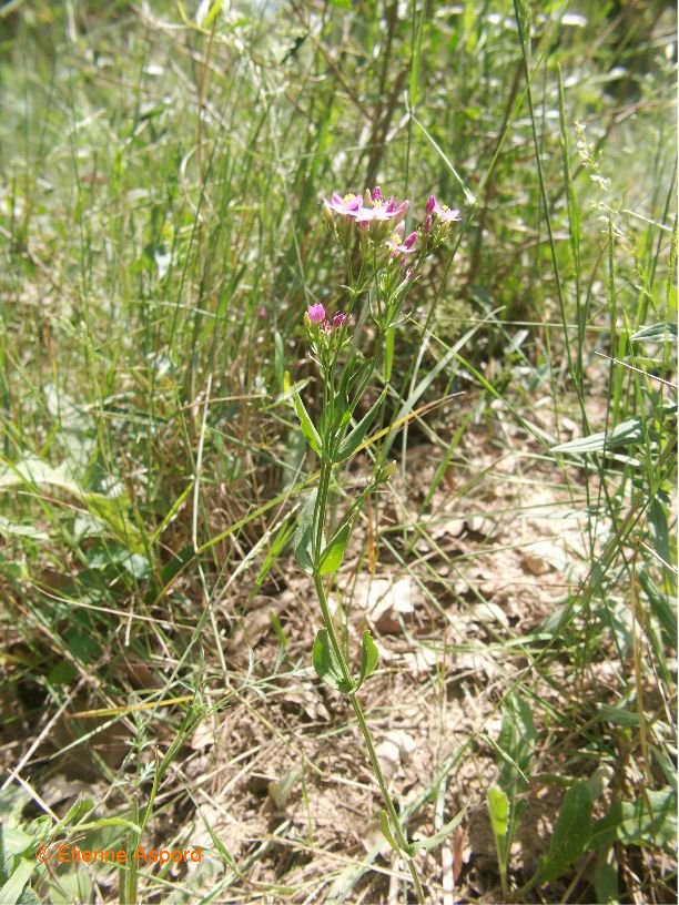 centaurium erythraea