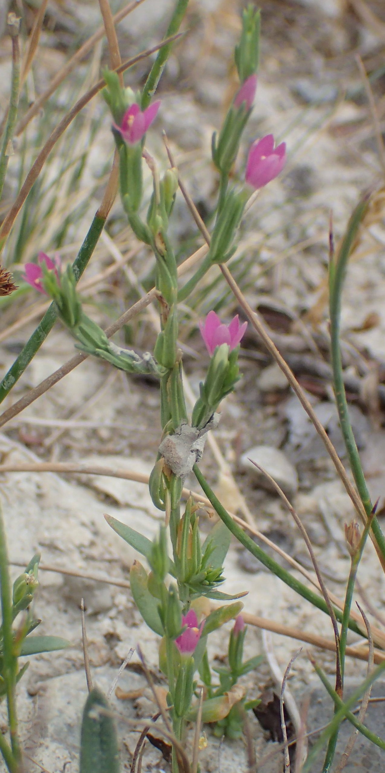 centaurium spicatum