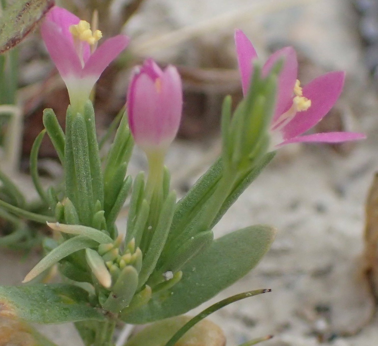 centaurium spicatum