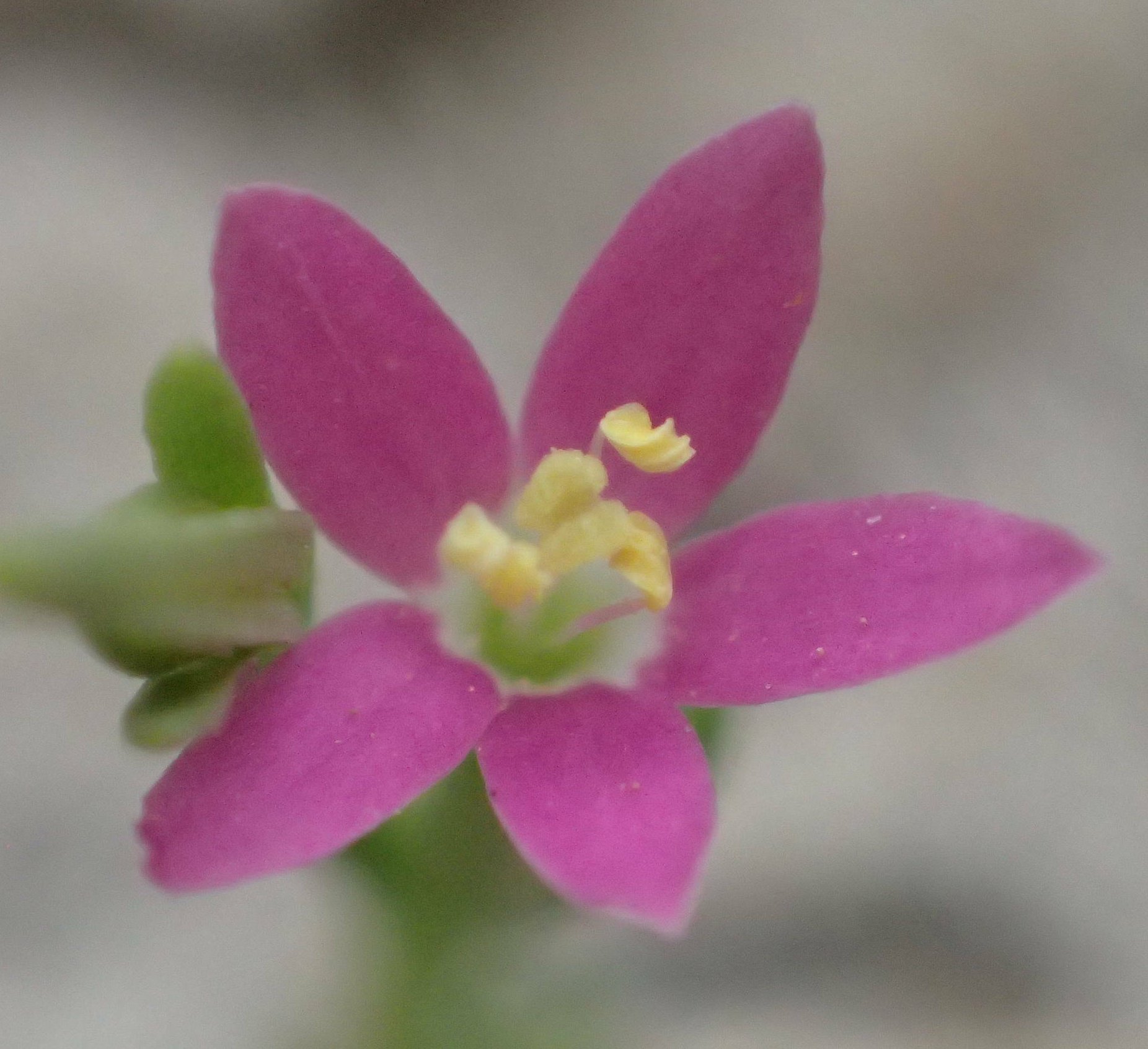 centaurium spicatum