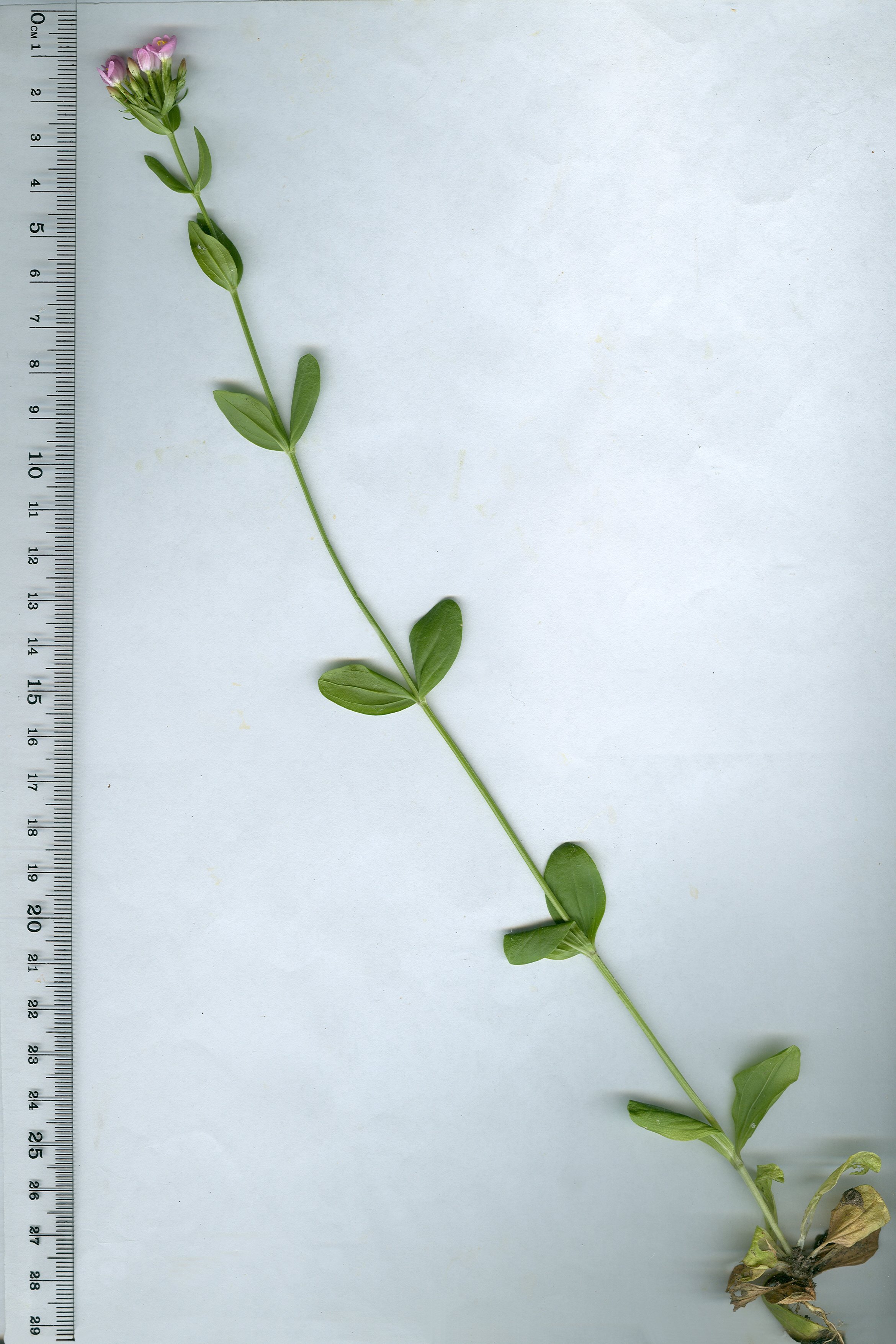 centaurium tenuiflorum