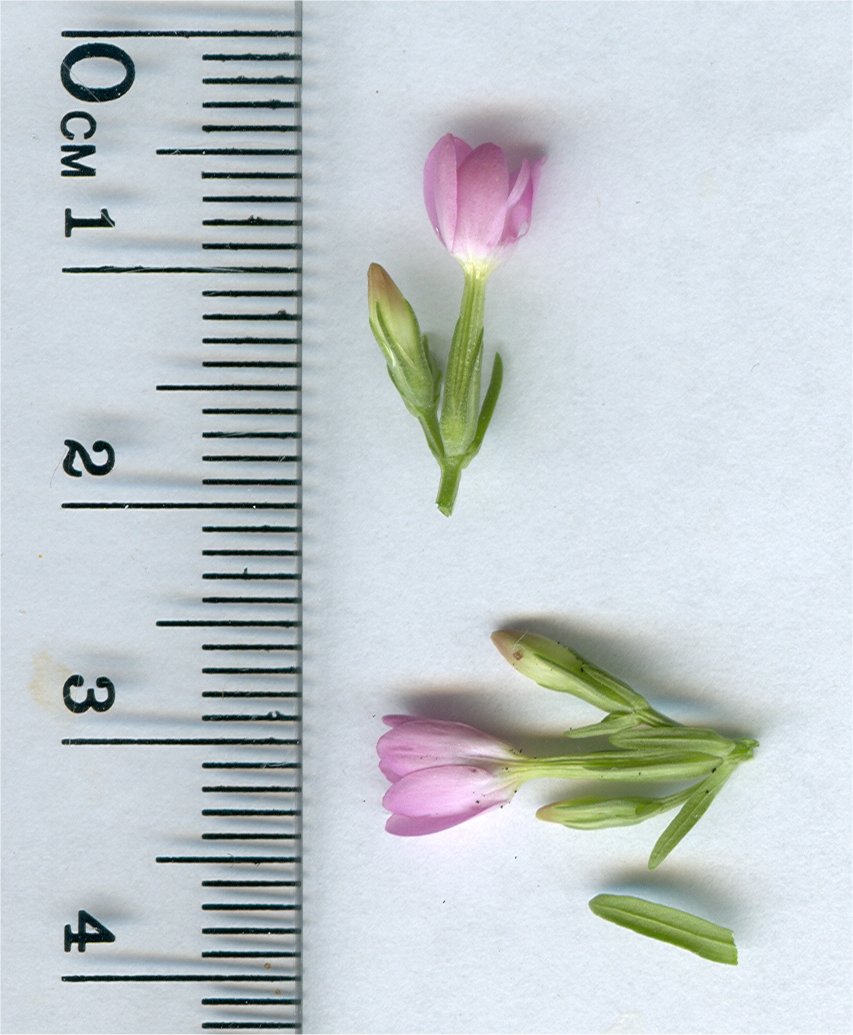 centaurium tenuiflorum