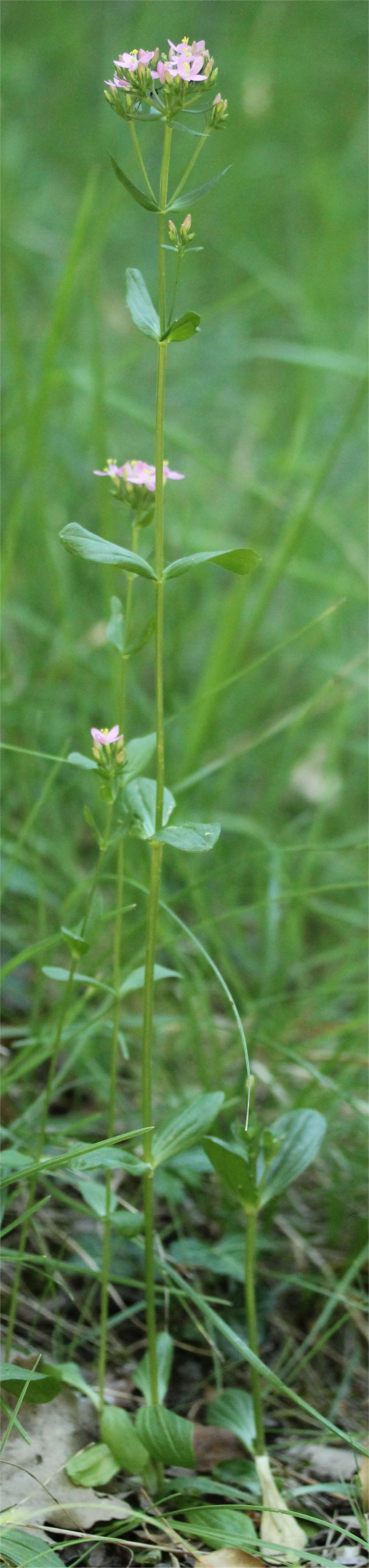 centaurium tenuiflorum
