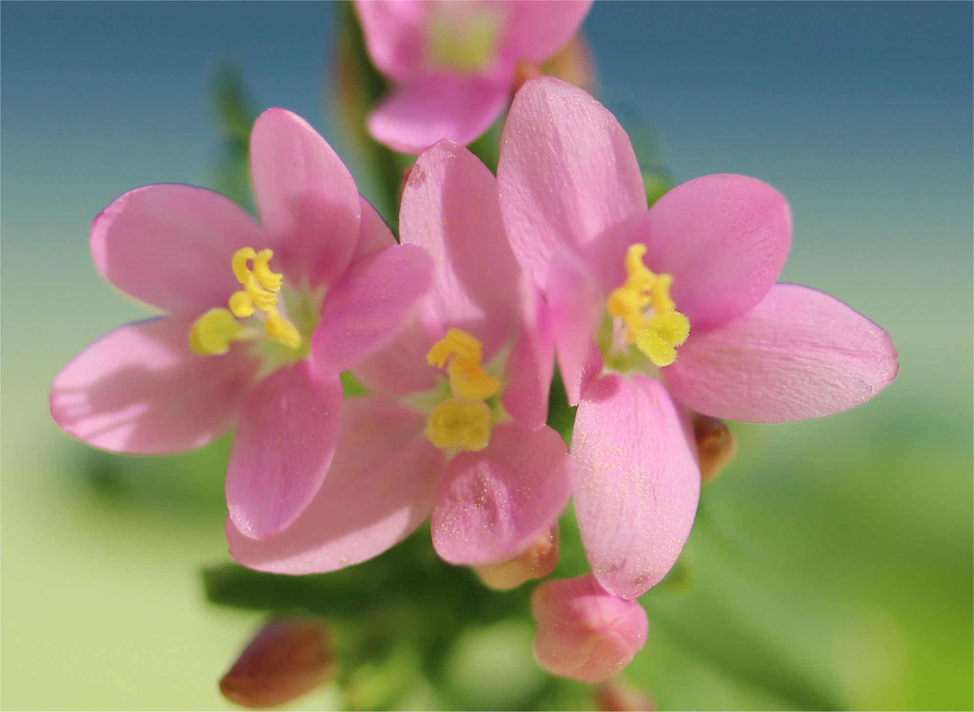 centaurium tenuiflorum