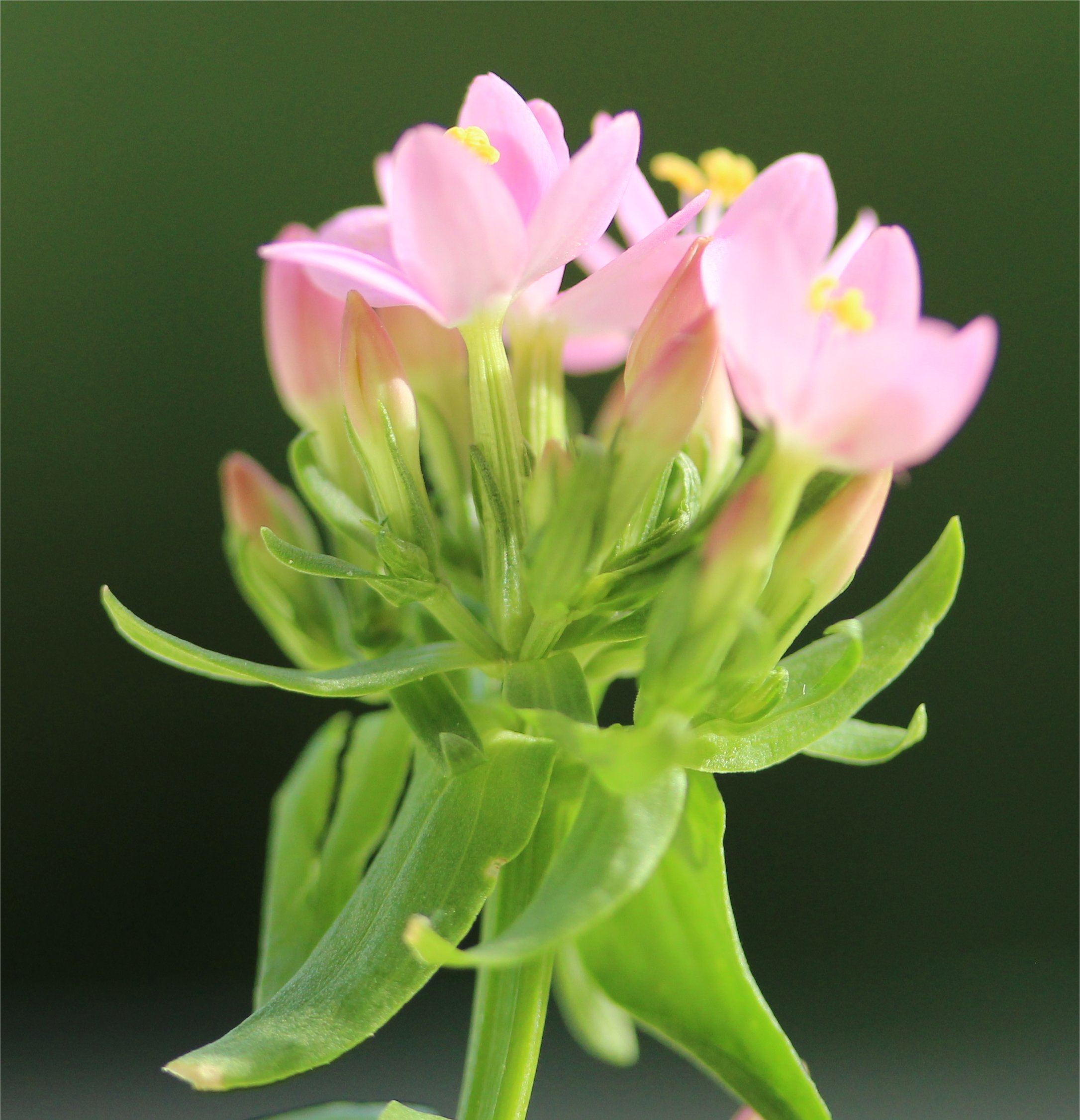 centaurium tenuiflorum