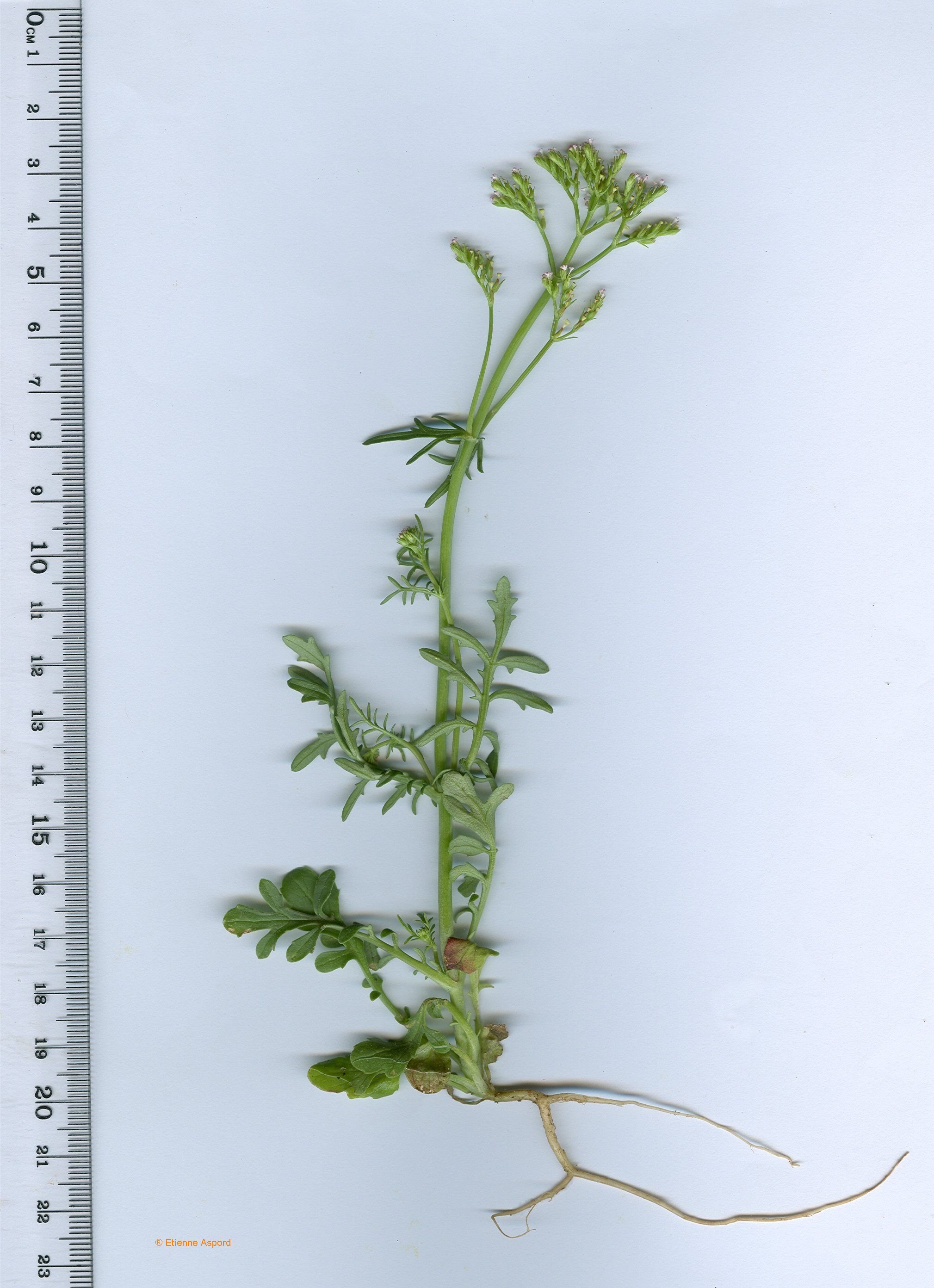 Centranthus calcitrapae
