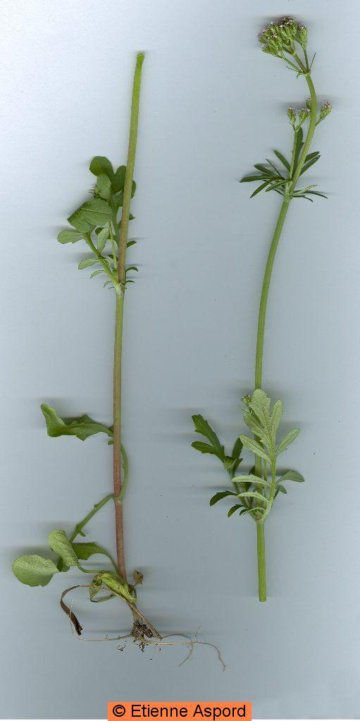 Centranthus calcitrapae