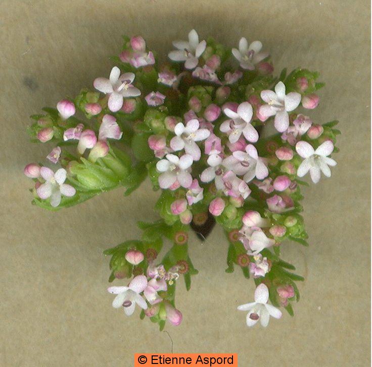 Centranthus calcitrapae