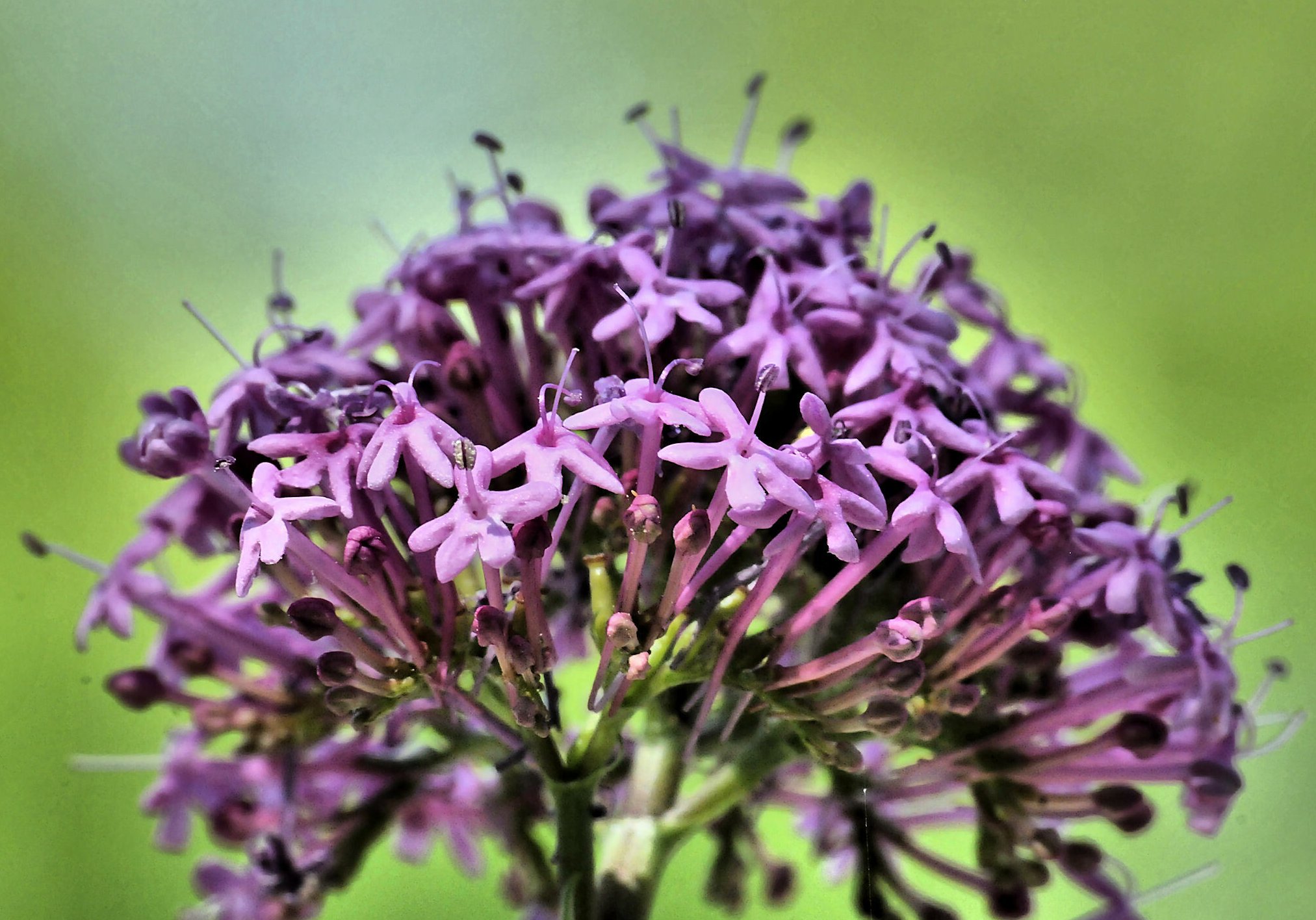 centranthus lecoqii