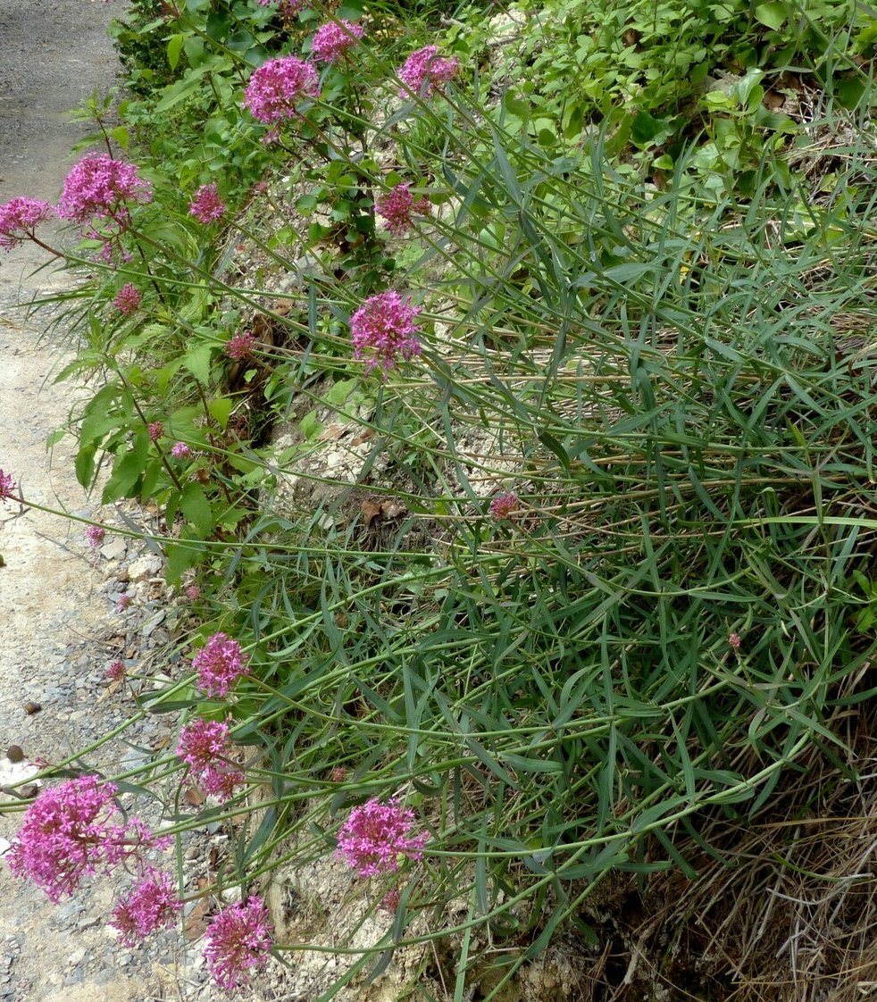 centranthus lecoqii