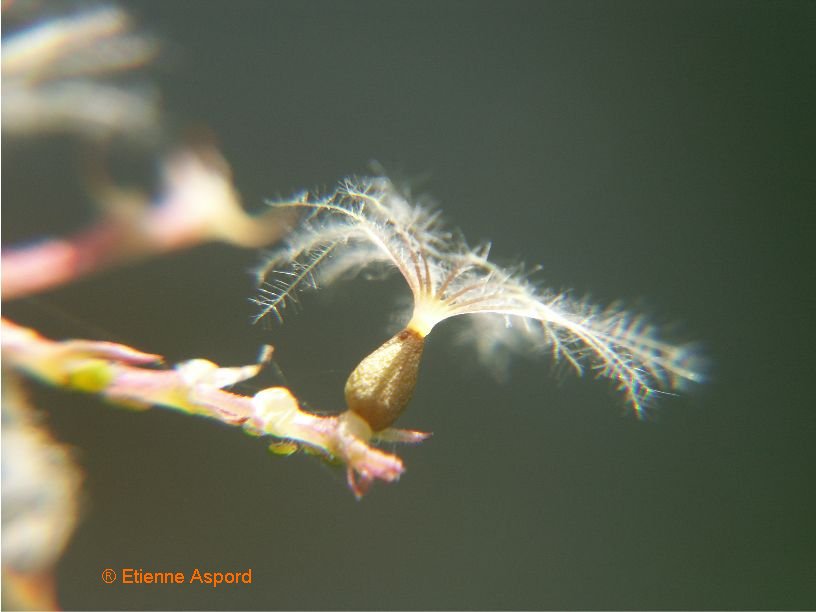 centranthus ruber