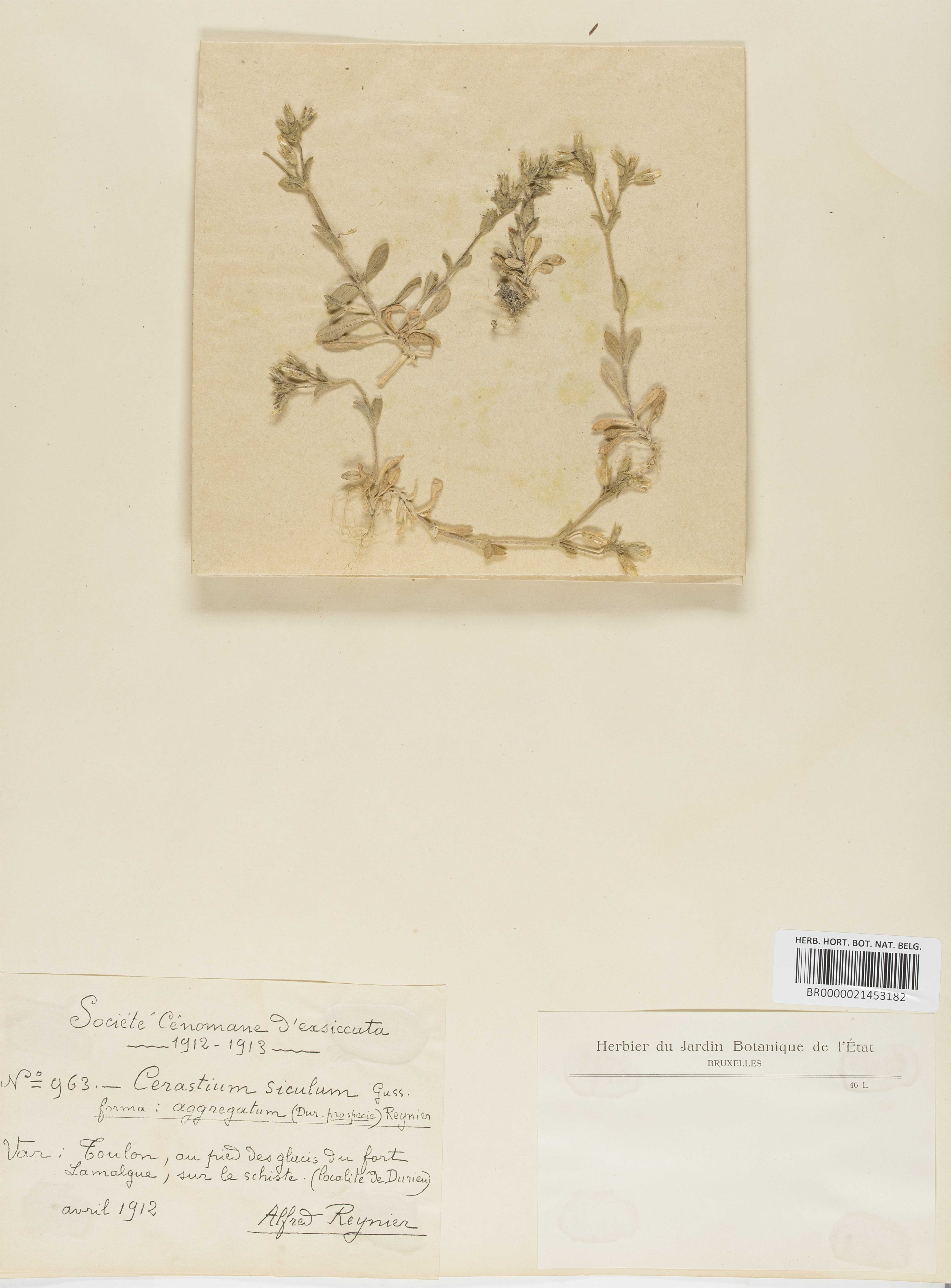 cerastium siculum
