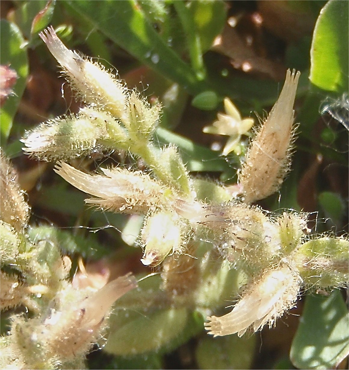 cerastium siculum