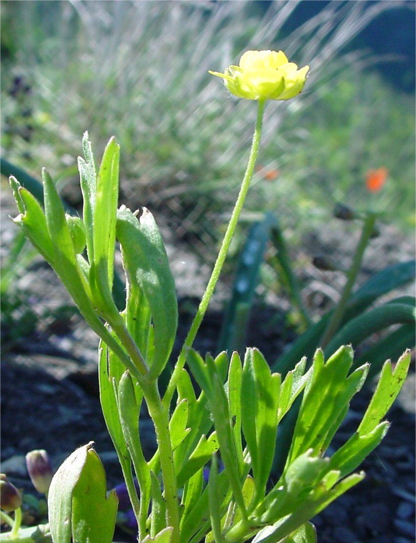 Ceratocephalus falcatus.ceratocephalus falcatus