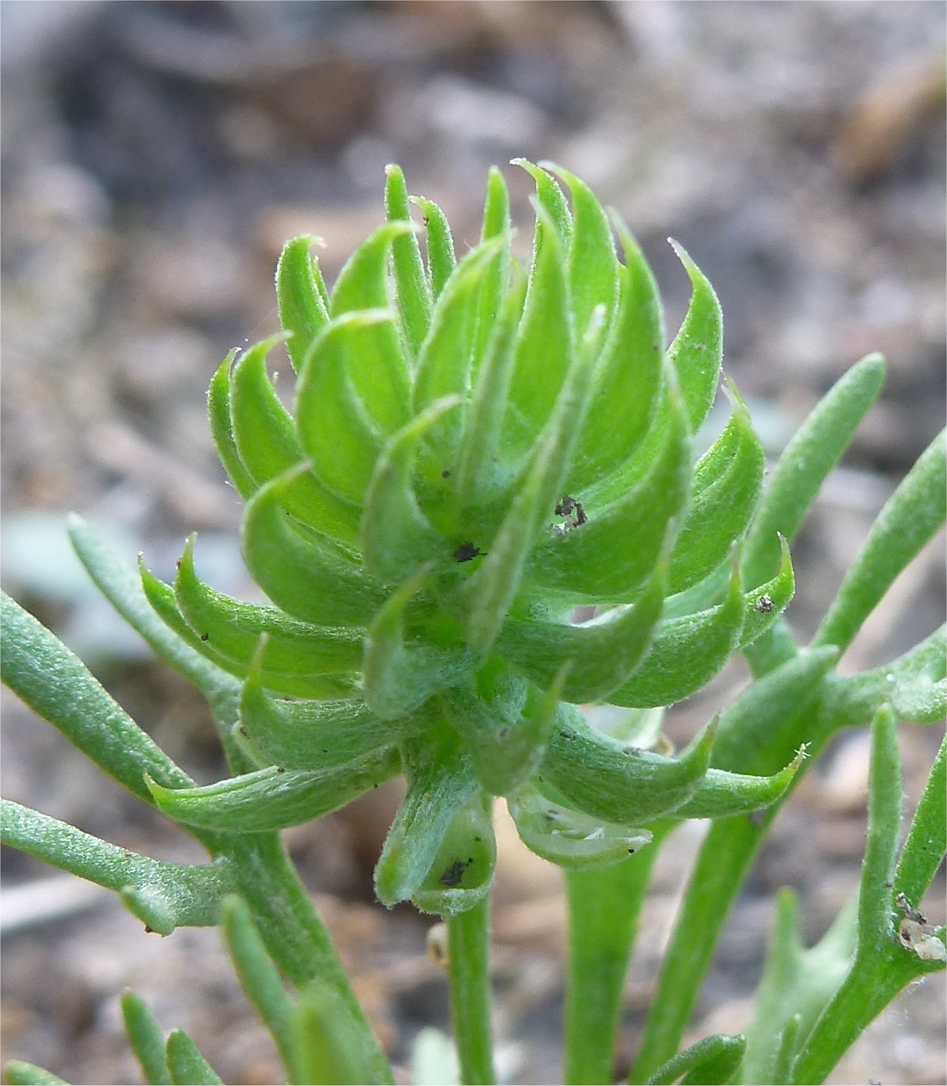 Ceratocephalus falcatus.ceratocephalus falcatus
