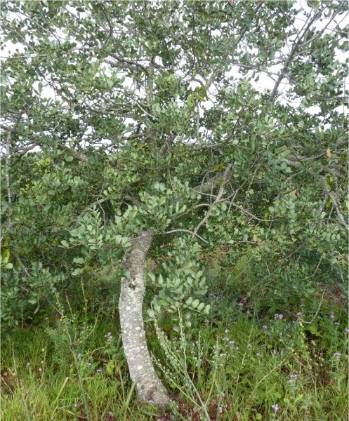 Ceratonia siliquaceratonia siliqua