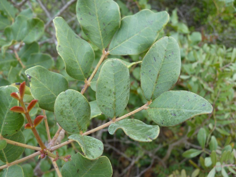 Ceratonia siliquaceratonia siliqua