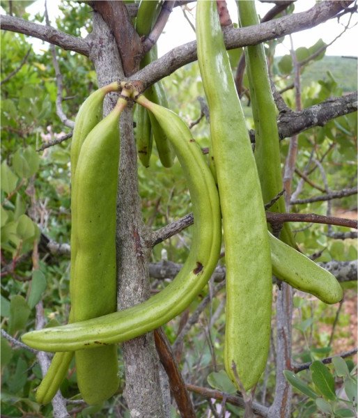 Ceratonia siliquaceratonia siliqua