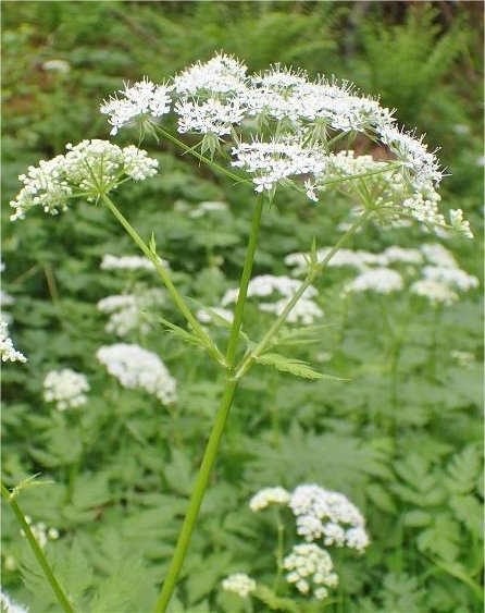 chaerophyllum hirsutum