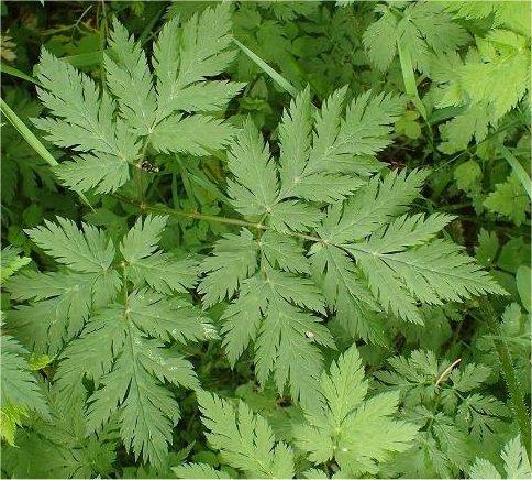 chaerophyllum hirsutum