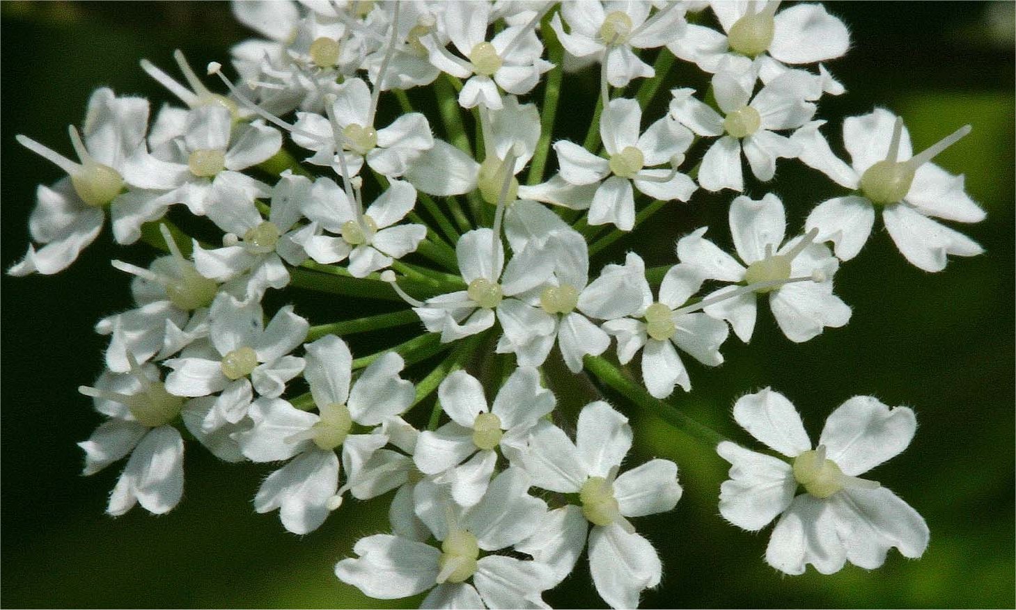 chaerophyllum hirsutum