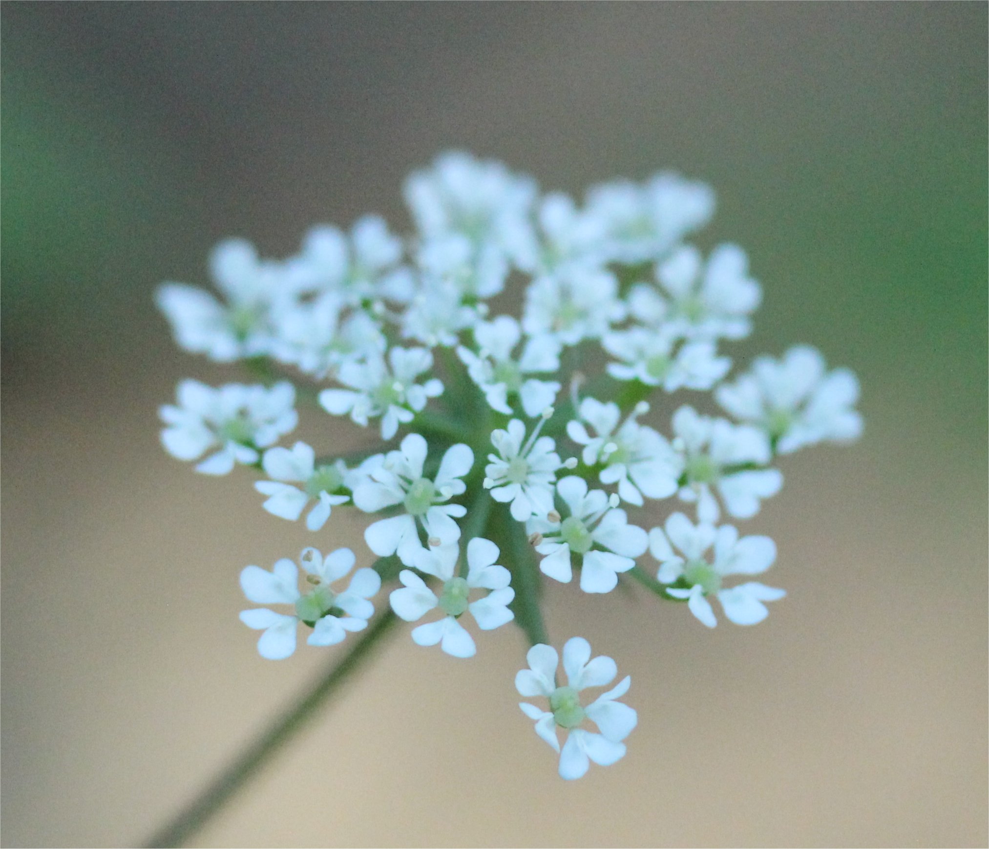 chaerophyllum temulum