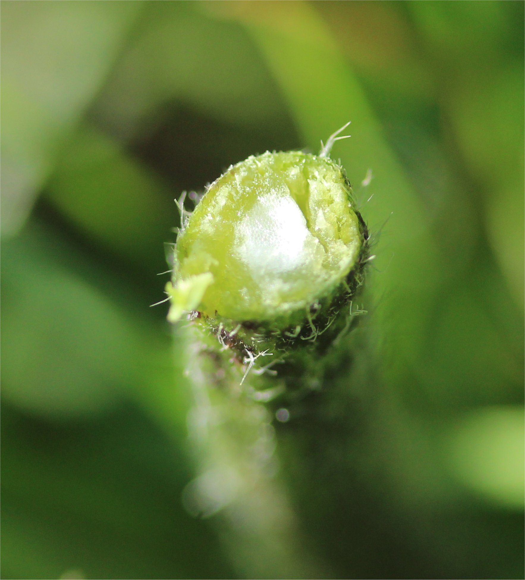 chaerophyllum temulum