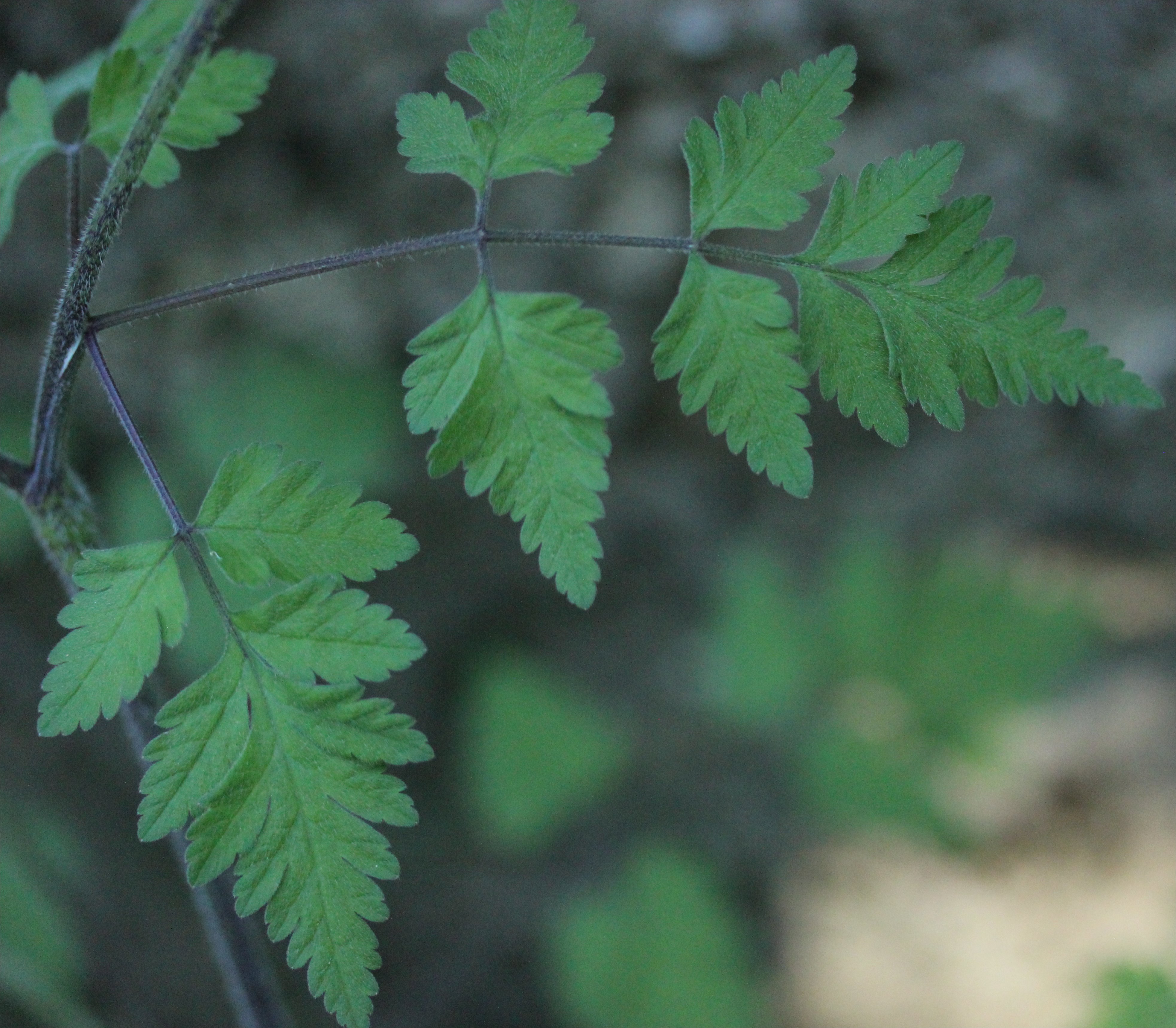 chaerophyllum temulum