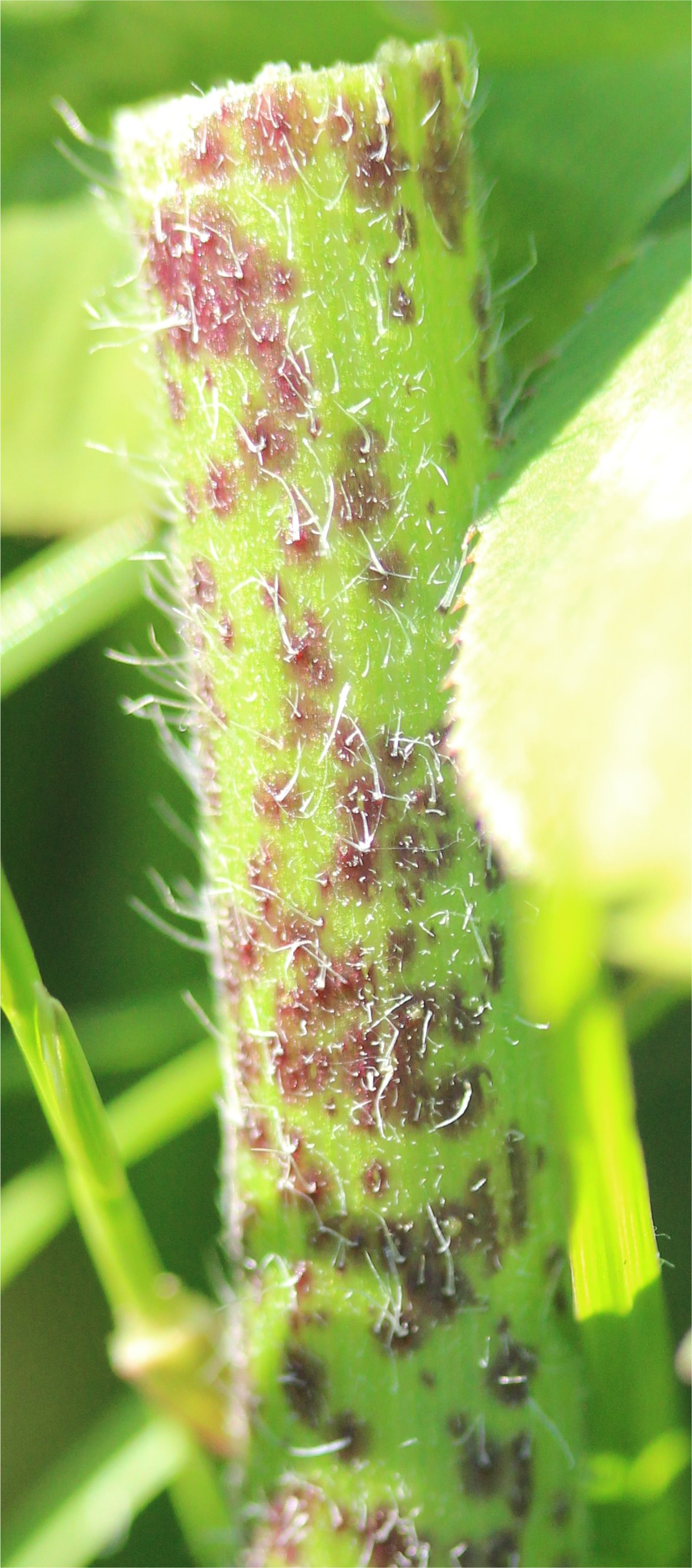 chaerophyllum temulum