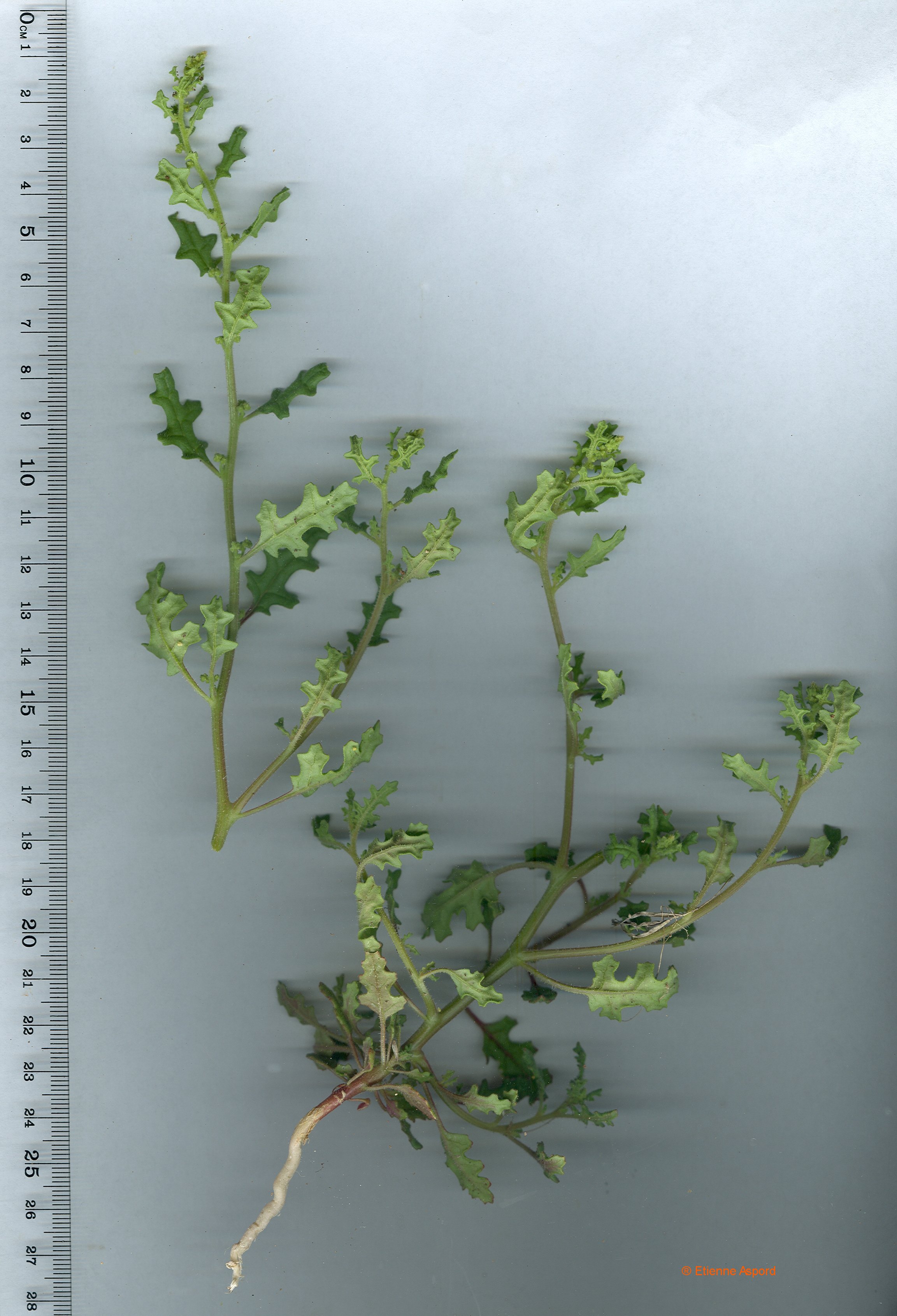 chenopodium botrys